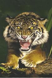 Poster - Sumatran tiger Enmarcado de laminas